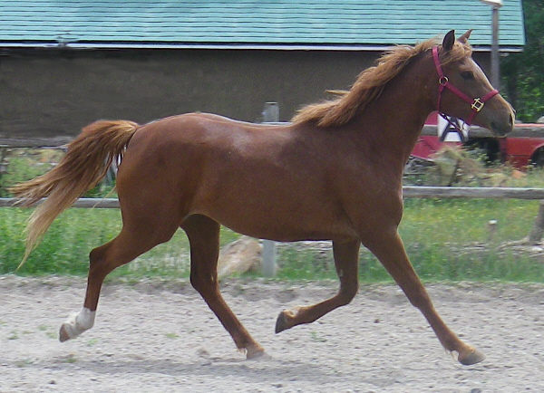 Flametrotright22011.jpg
