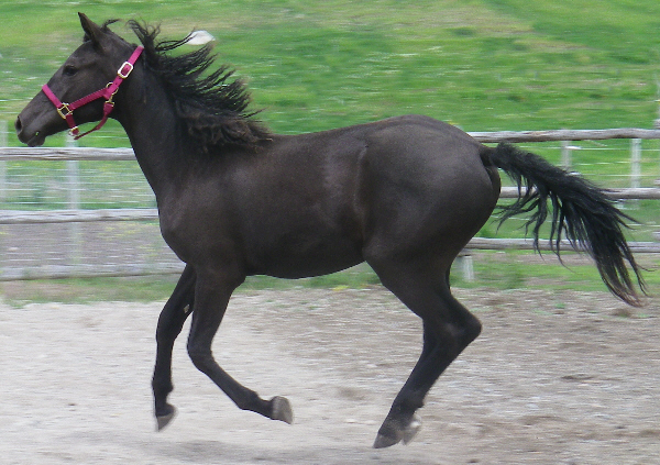 Samairbornejune2011.jpg