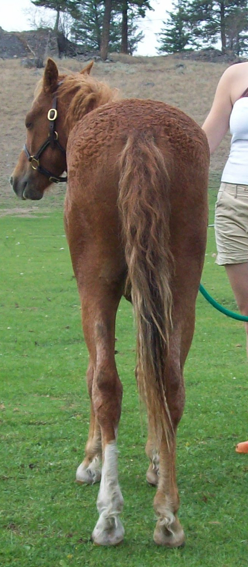 bobbleaug17rear.jpg