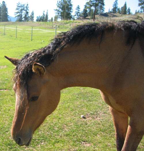 charmheadmay242007.jpg