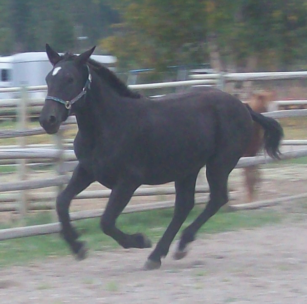 chrystalcanterleftoct309.jpg