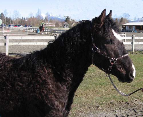 lex-face-smstallionshowmar2006.JPG