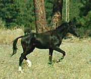 lexrunrightjuly252005.JPG