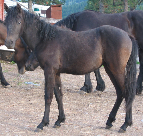 serenadespring2008leftlook.jpg