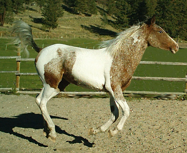 tessoct2004airbornef.jpg